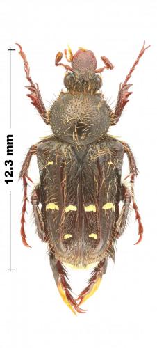 Réf. 255 419 : Chromoptilia diversipes